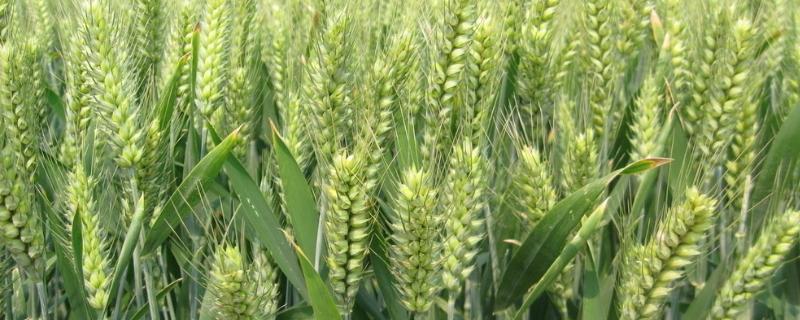 稷麦8号小麦品种简介，适宜播期10月上中旬