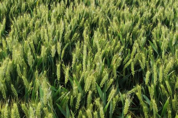 稷麦8号小麦品种简介，适宜播期10月上中旬