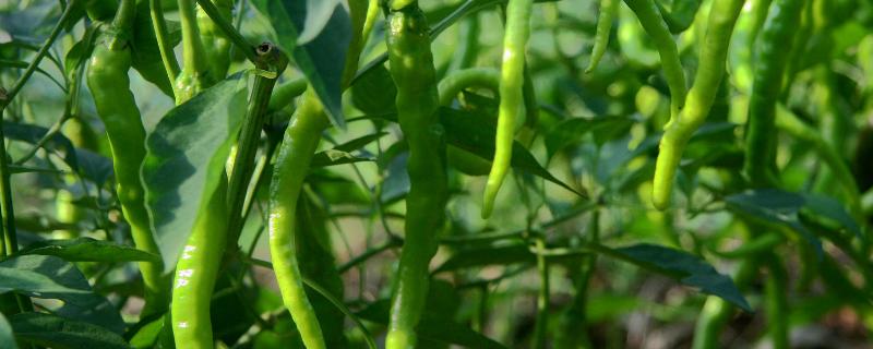 辣椒适合什么土壤种植，适合种植在疏松肥沃、微酸性或中性土壤中