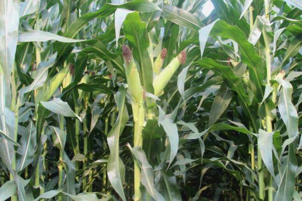 科沃658玉米品种的特性，为非转基因品种