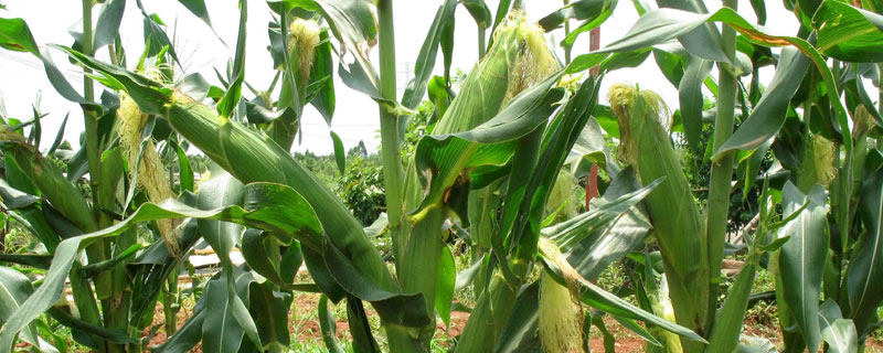 科沃658玉米品种的特性，为非转基因品种