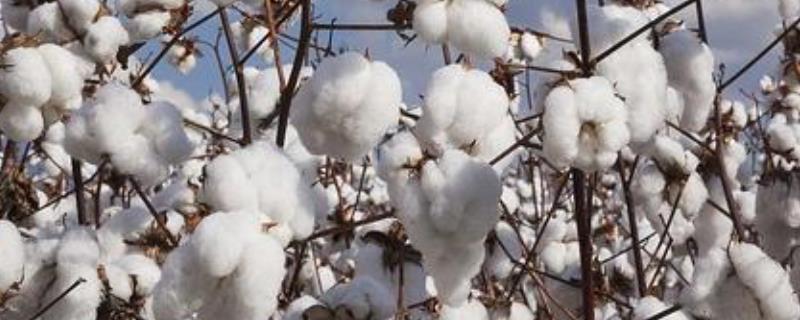金垦棕11号棉花种子特点，综合防治的原则