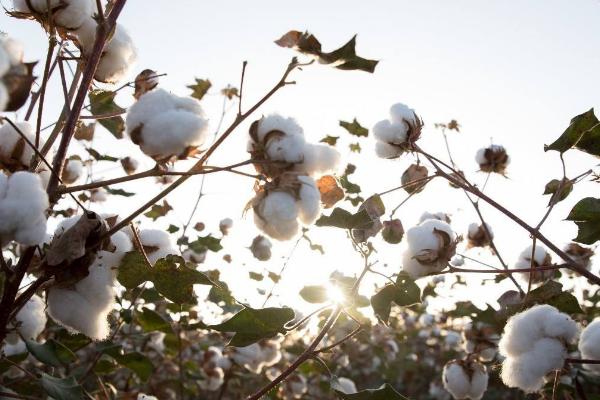 新825棉花品种简介，纤维品质为Ⅰ型机采棉品种