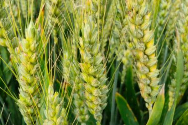垦春1803小麦种子特点，达到中强筋类型品种标准