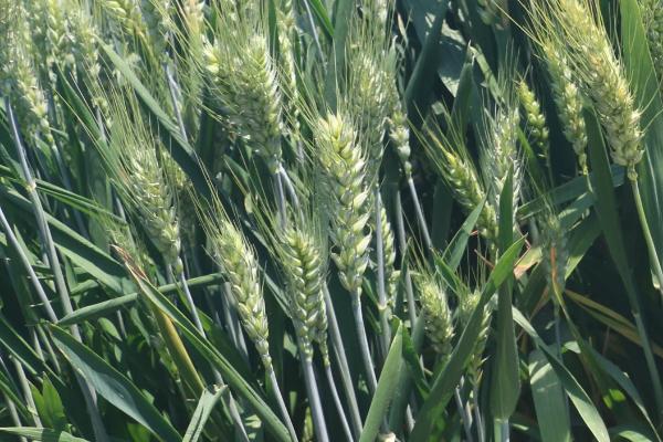 垦春1803小麦种子特点，达到中强筋类型品种标准