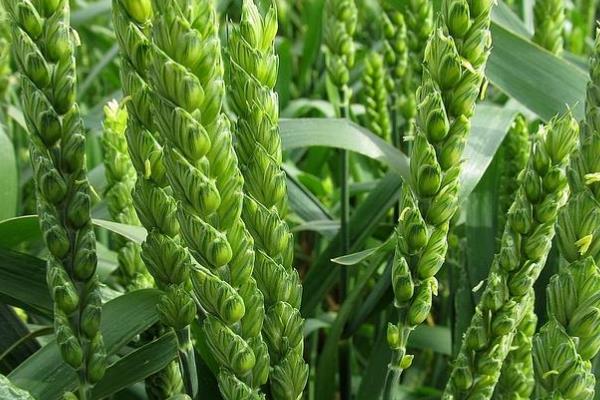 XM1813小麦种简介，生育期98天