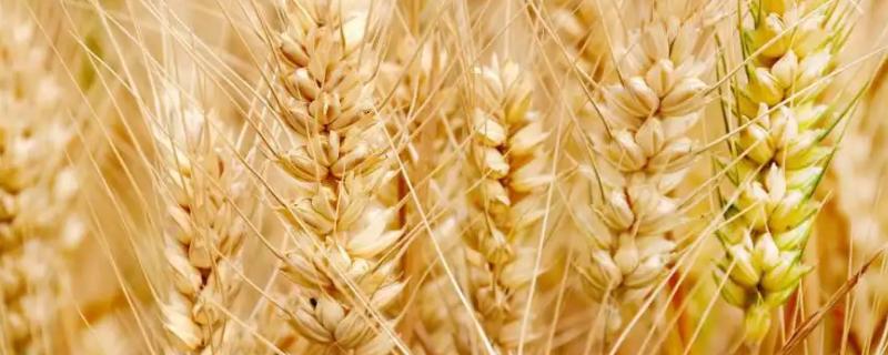 核春115小麦种子特点，选用中等肥力地块