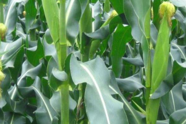 秋乐666玉米种子特点，适宜播种期5月下旬至6月中旬