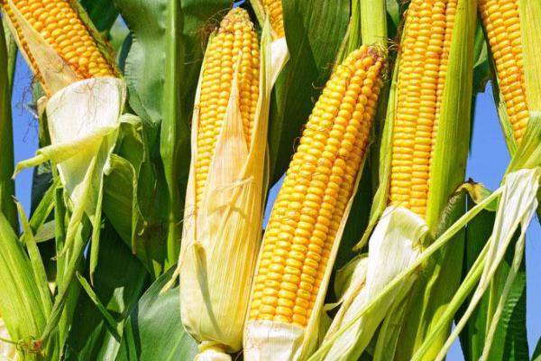 睿德317玉米种子特征特性，适宜播种期5月下旬至6月中旬