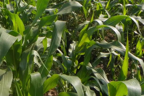 睿德317玉米种子特征特性，适宜播种期5月下旬至6月中旬