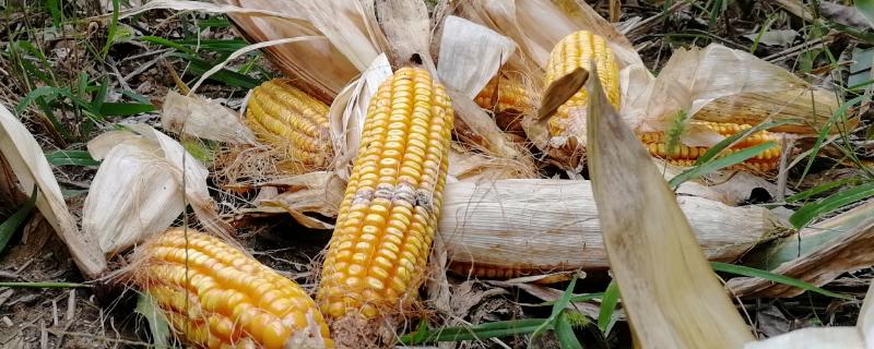 隆平675玉米种子介绍，密度4000－4500株/亩