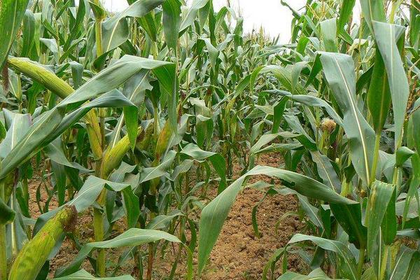 秋乐666玉米种子特点，适宜播种期5月下旬至6月中旬