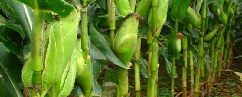 泛玉606玉米种子特征特性，中抗穗腐病