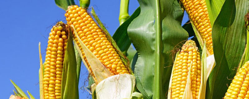 东单1009玉米种子简介，适宜播种期6月中旬至7月上旬