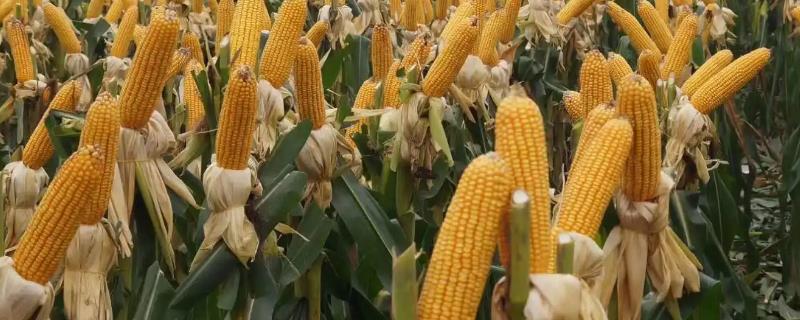 登海2098玉米种子特点，适宜播种期6月上旬至中旬