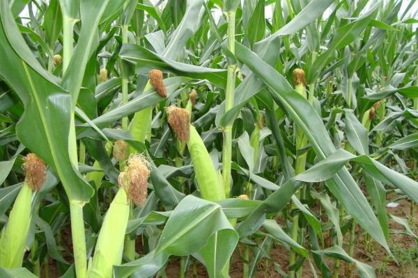 东单11号玉米种子介绍，密度3000株/亩