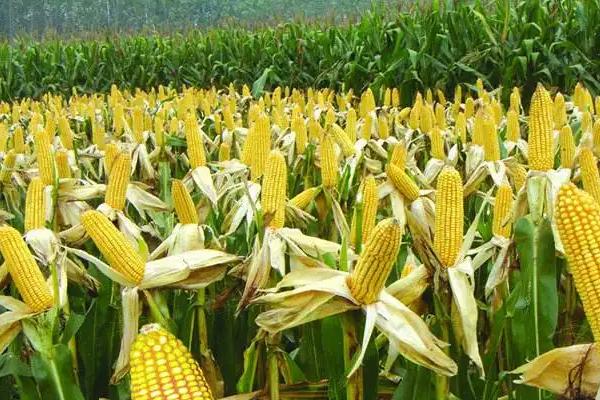 隆平518玉米品种的特性，密度2800－4500株/亩