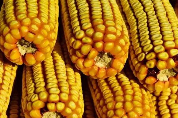 联创872玉米品种的特性，注意防治穗腐病