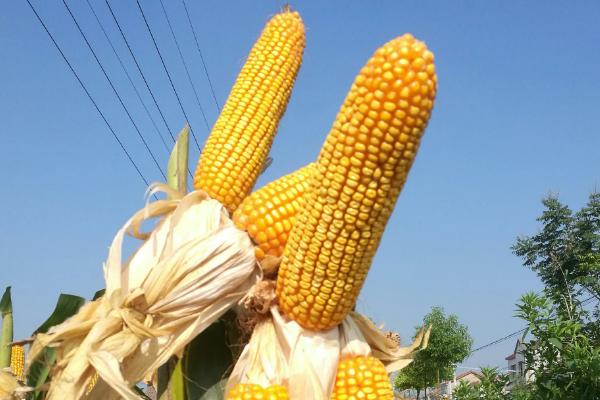 金苑玉299玉米种子介绍，密度4000－4500株/亩