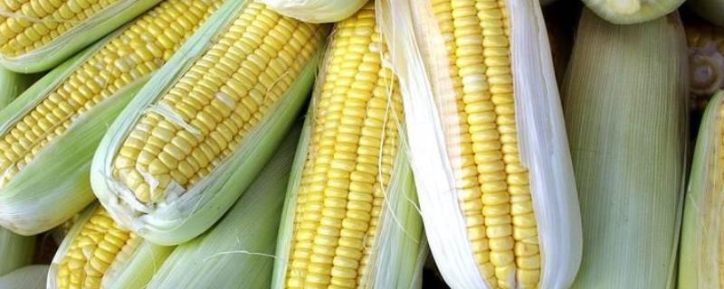 中地2015玉米品种的特性，注意防治虫害