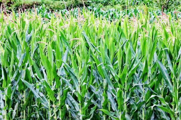 德科951玉米种子介绍，密度4500株/亩左右