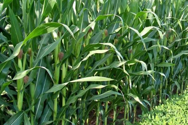 飞宇2号玉米种子特征特性，每亩适宜密度5000株左右