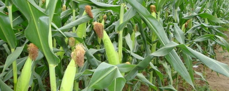 渭科12玉米种子简介，注意防治病虫害