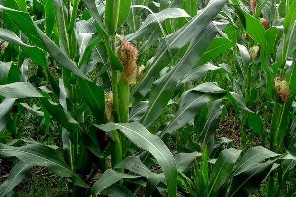 元粒518玉米品种简介，密度4000－4500株/亩