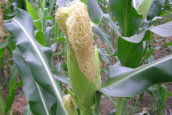 盛馨717玉米品种的特性，高抗丝黑穗病