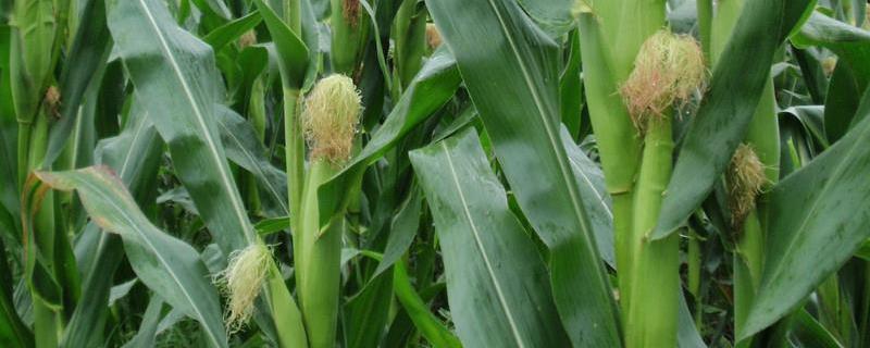 荣玉甜6号玉米品种简介，适宜播种期3月上旬至7月上旬
