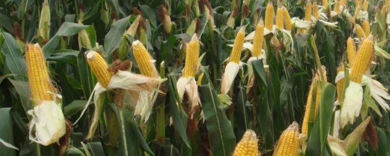 中鲜糯868玉米品种简介，密度3000株/亩左右