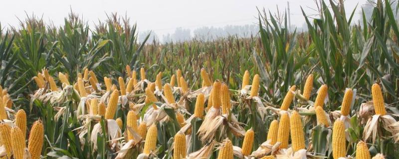 珍真棒雪玉玉米种子介绍，密度2800－3000株/亩