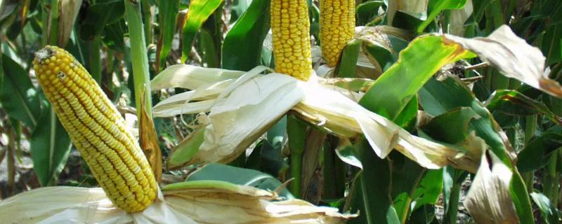 浙甜19玉米品种的特性，中抗小斑病