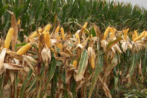 皇金翠7号玉米种子介绍，适宜播种期4月中旬至6月上旬