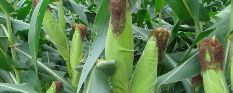 地利537玉米品种的特性，密度4500－5000株/亩