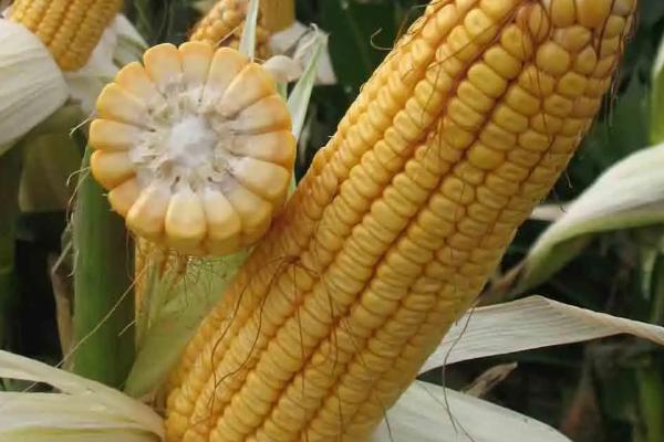 北科15玉米种子介绍，密度4500株/亩左右