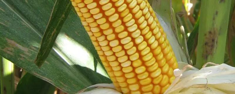 京科256玉米品种的特性，密度4500株/亩左右