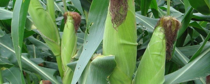 宏硕2008玉米种子简介，注意防治易感病害