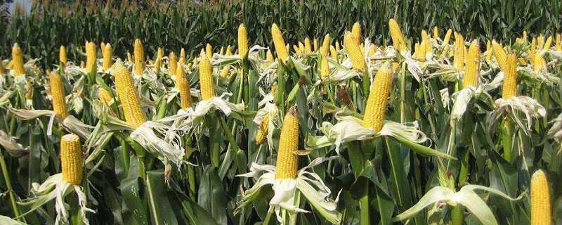 吉农玉1898玉米种子特征特性，适宜播种期4月下旬至5月上旬