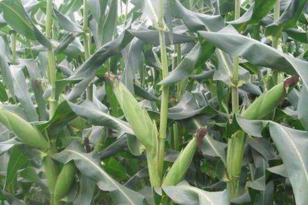 黄锦185玉米种子特点，适宜播种期4月下旬至5月上旬