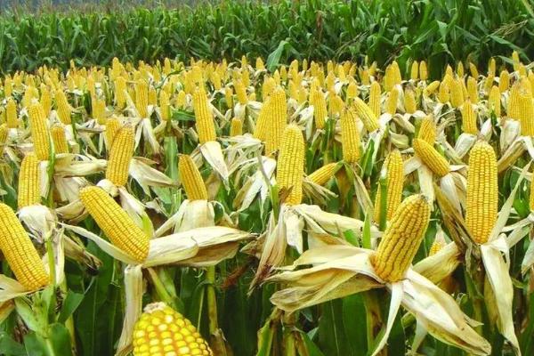 华芯3号玉米品种简介，密度3500－4000株/亩
