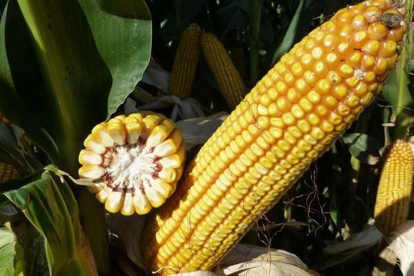华芯3号玉米品种简介，密度3500－4000株/亩