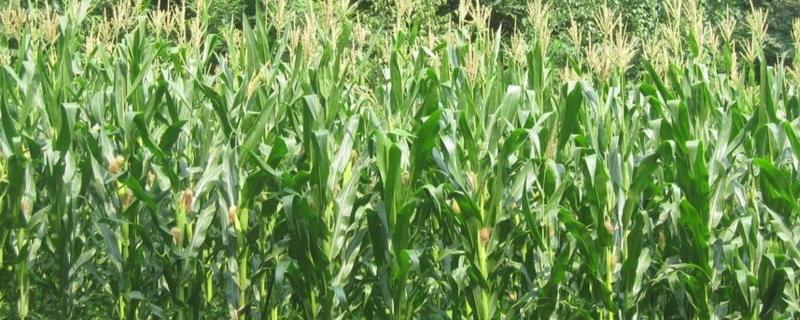 禾田205玉米种子特征特性，大喇叭口期应注意防治玉米螟
