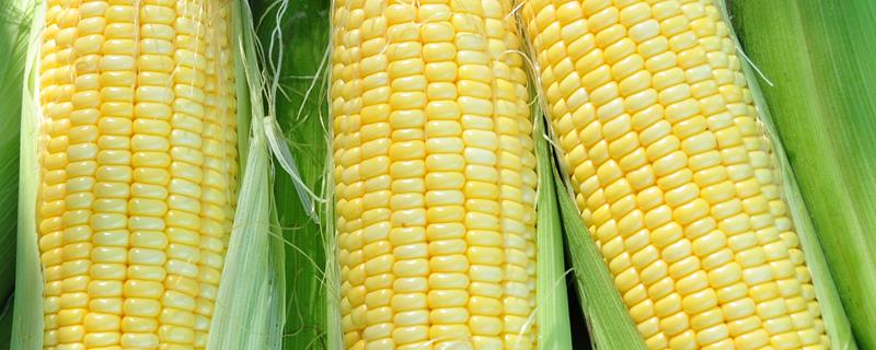 沃玉835玉米品种简介，适宜播种期4月下旬至5月上旬
