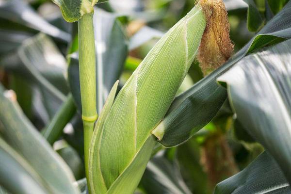禾田205玉米种子特征特性，大喇叭口期应注意防治玉米螟