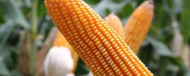 神农美玉88玉米品种简介，中抗小斑病