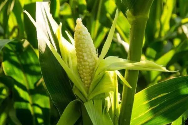 增玉1572玉米种子特征特性，中抗茎腐病