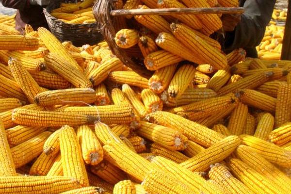 人和529玉米品种的特性，适宜播种期6月上中旬