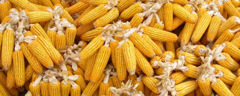 人和529玉米品种的特性，适宜播种期6月上中旬