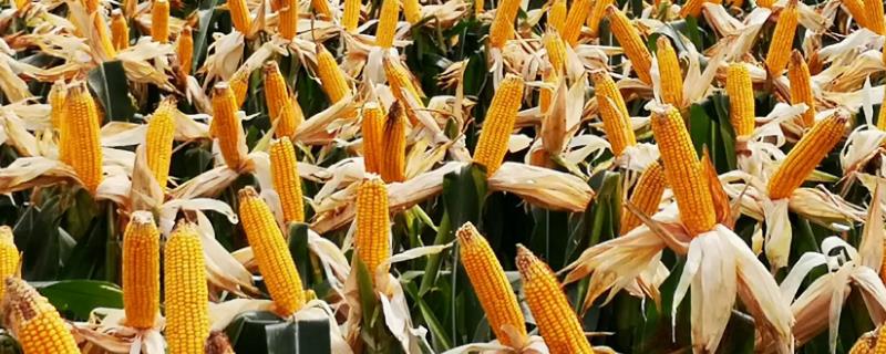 泊玉69玉米种子特点，注意防治玉米螟等虫害